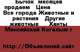 Бычок 6месяцев продаем › Цена ­ 20 000 - Все города Животные и растения » Другие животные   . Ханты-Мансийский,Когалым г.